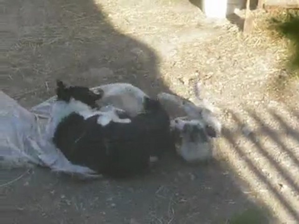 Elevage des Tourelles - Glycine qui s'amuse comme une petite folle avec sa copine Léa !