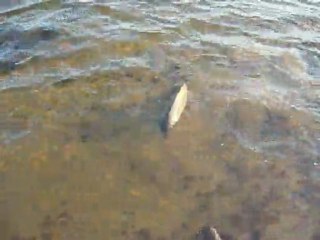 Bilent Yıldırım sazan geri iade,carp catch&release