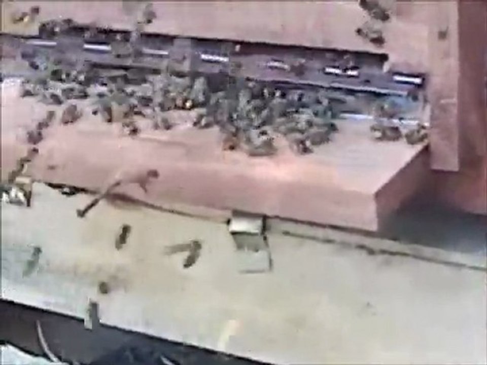 POLEN ÇOKLUĞU