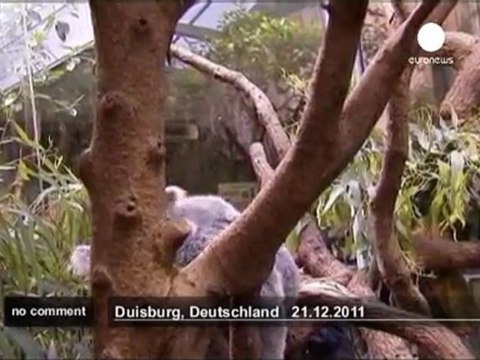 Baby koala becomes a star in Germany - no comment