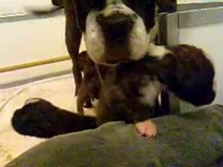 Chiots 18 jours