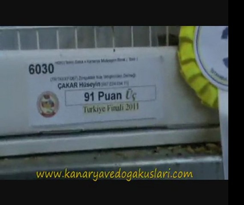 2011 Feshane 16.Türkiye Finali - Melezler