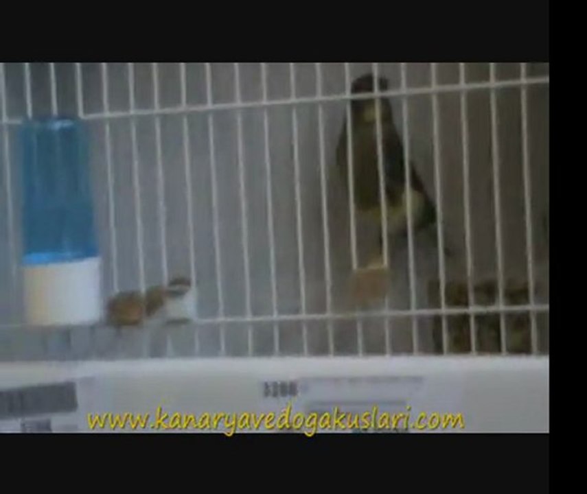 2011 Feshane 16.Türkiye Finali - Gloster II