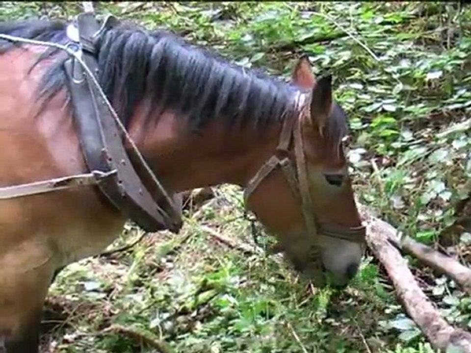 TRACTION ANIMALE