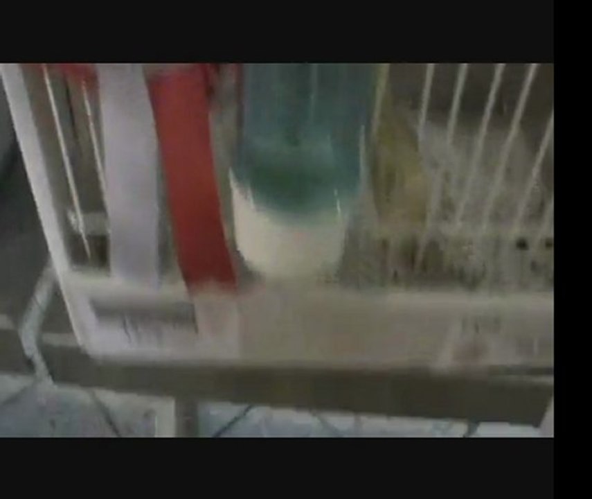 2011 Feshane 16.Türkiye Finali - Renk Kanaryaları 3