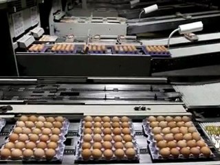 ChinoValleyRanchers.com-Food Safety & Cage Free Organic Eggs