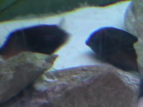 video du 720 litres avec tropheus sp red moliro