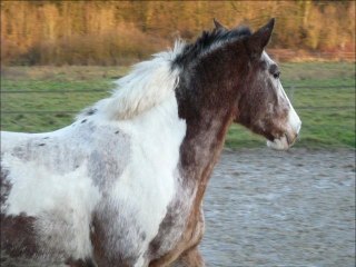 Liberté 26 dec 2011