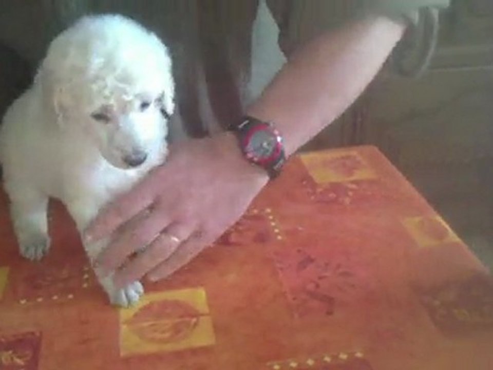 Ker Loen Ginger White 5 semaines