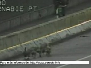 Coches patrulla escoltando a una familia de gansos