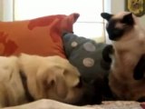 Combate de boxeo entre un gato y un perro
