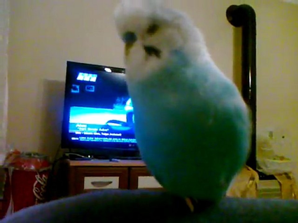 Gazoz'un Fatoş dediğini duymayan kalmasın :P