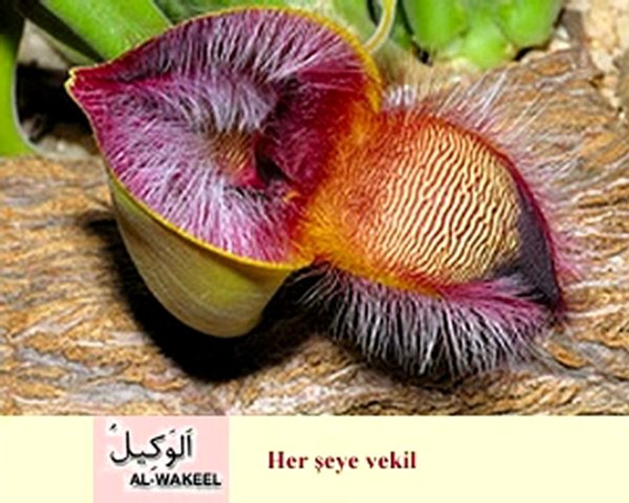 Allah'ın Güzel isimleri Esma ül Hüsna Çiçekler.