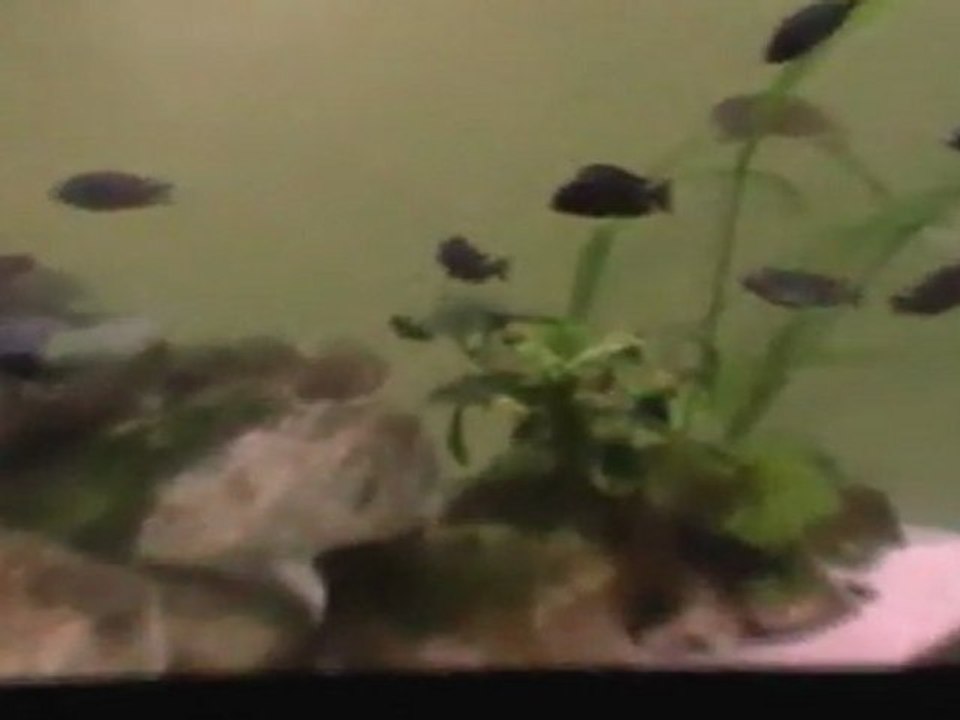 video du 300 litres avec tropheus duboisi maswa