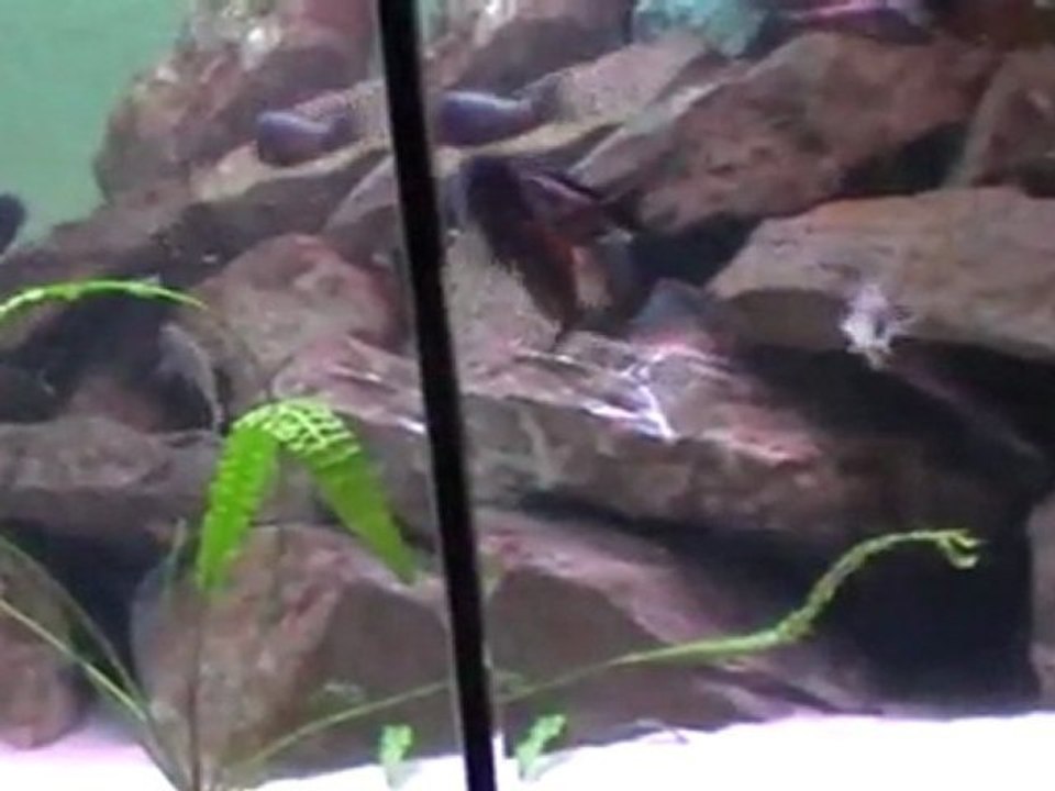 xenotilapia melanogenys 2