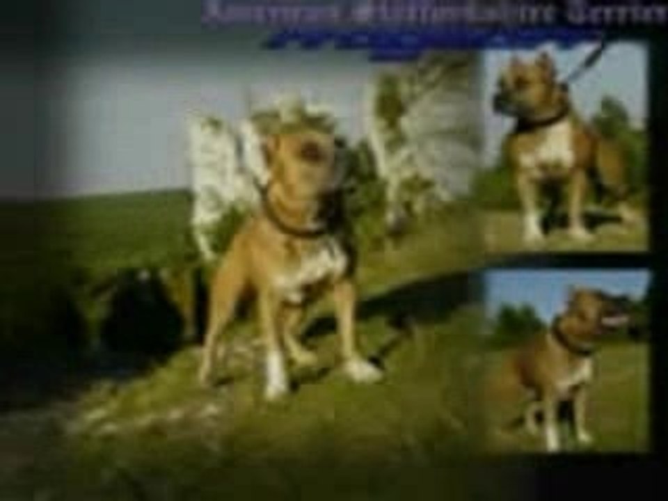 amstaff