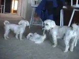 CUTE PUPPIES - 8 Weeks Old- Puppies vs