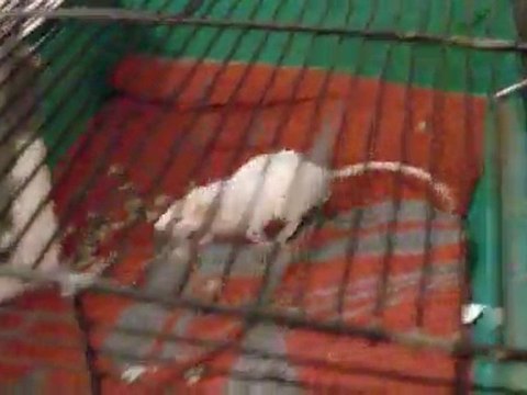 Intégration Zedd, Yela & Bebop