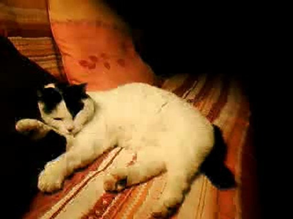 Tempête de Grêle, ma chatte