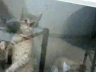 cat dancing macarena