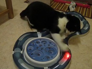 le circuit des chats