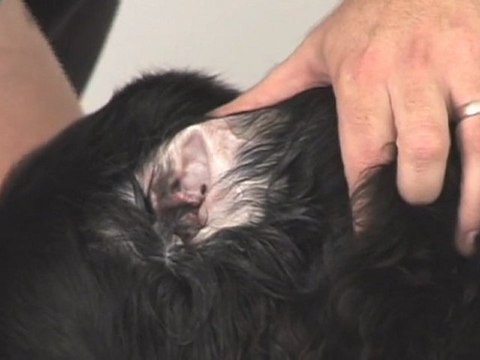 How to clean your dog's ears