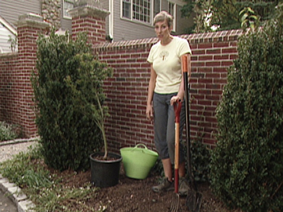 How to plant a tree