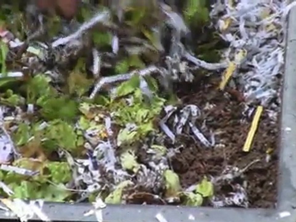 Nov. 12/11 - Senga's Vlog - How to Use a Worm Composter