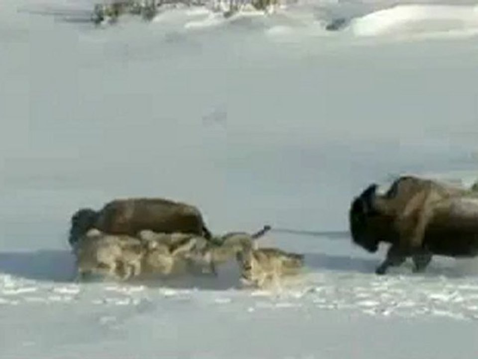 Hayvanlar dünyasında böyle kalleşlik görülmedi; Bizon'un sonu