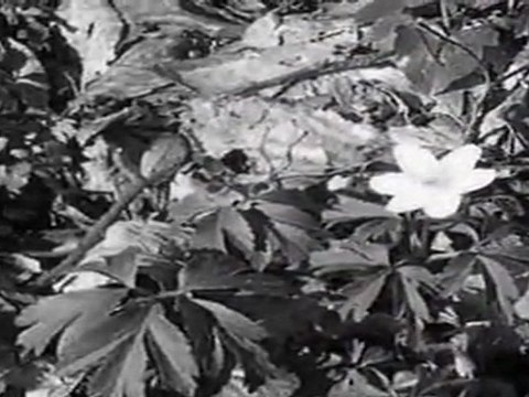 Damien Saez Les printemps