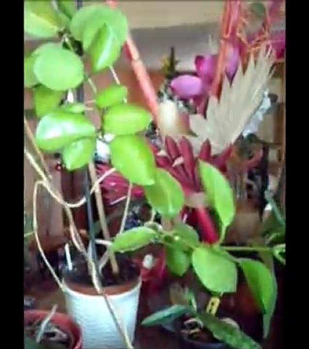 Suite 1 sur mes hoyas