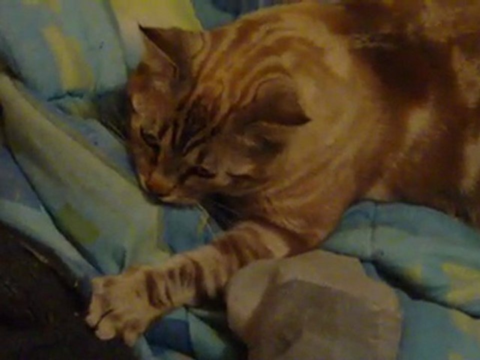mon chat prend la couette pour sa mere...