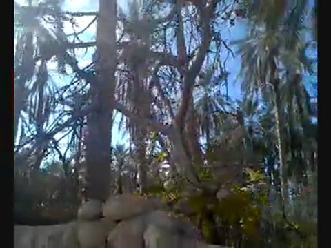 Tolga Algerie 08 جولة في طولقة