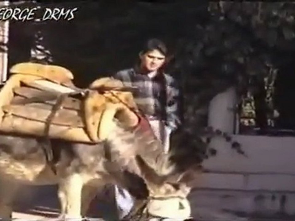 Γαιδαρος που μιλάει!!! Φάρσα!!