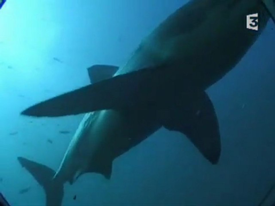 Nager avec un requin blanc…
