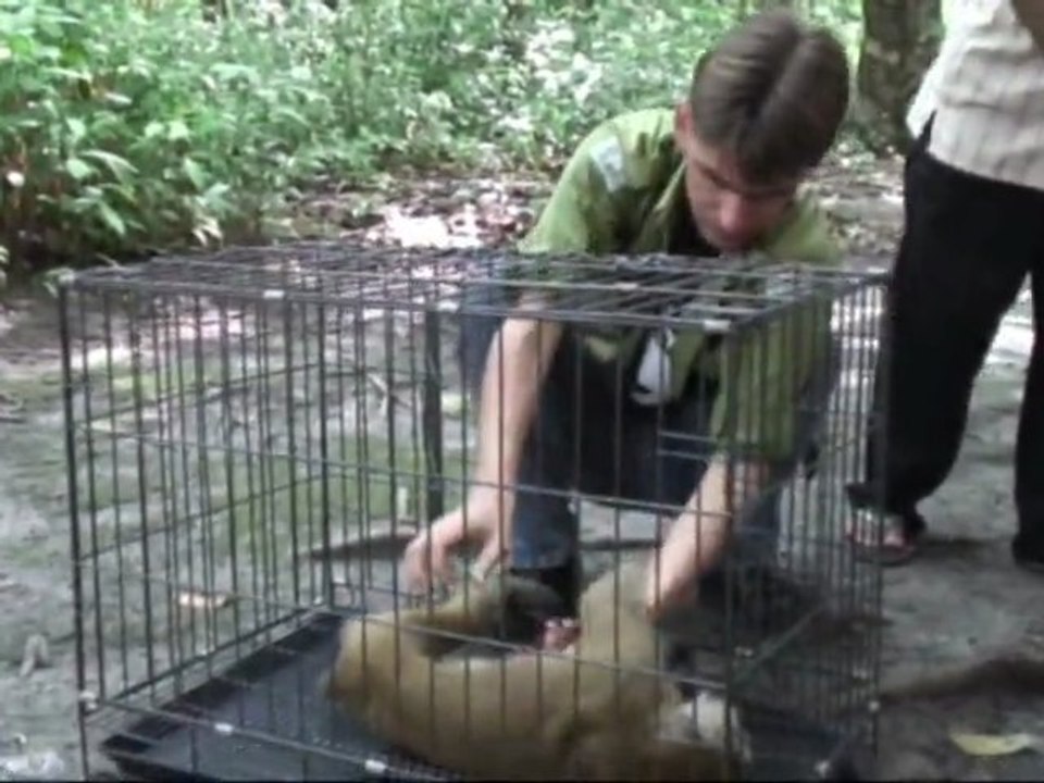 December 2011 at Kalaweit / More animal rescue !