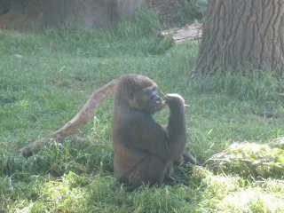 AUSTRALIAN DOUDOU DREAM 8E PARTIES