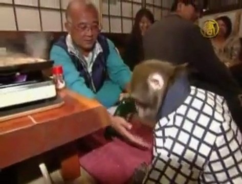Au japon un singe vous propose un service unique