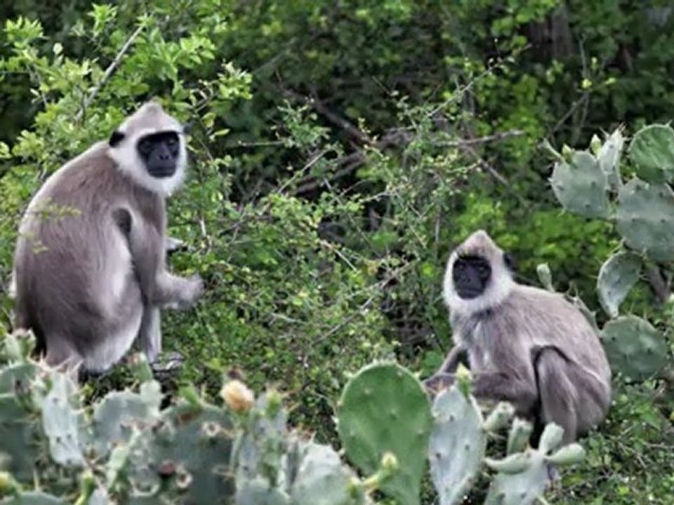 The Bundalla National Park, SRI LANKA