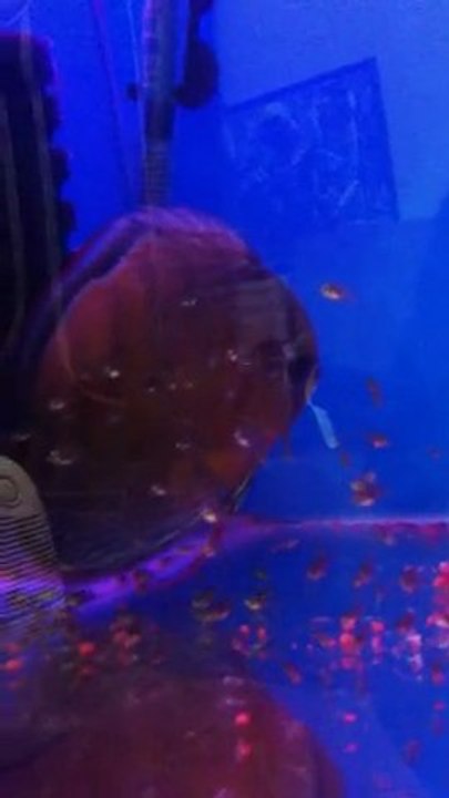 amanah f0 + hekel turkuaz bebeler