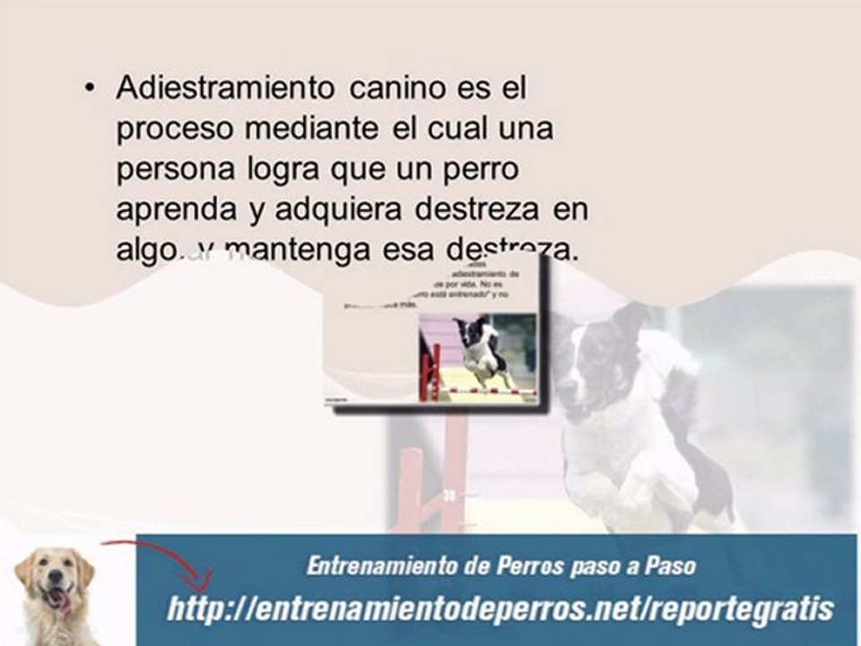 Curso de Adiestramiento Canino en Madrid