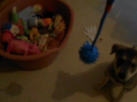 ginger n'aime pô le bain mdr!!!et le fait savoir apres