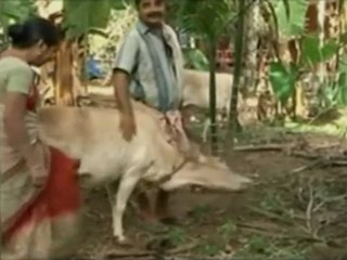 La vaca más pequeña del mundo