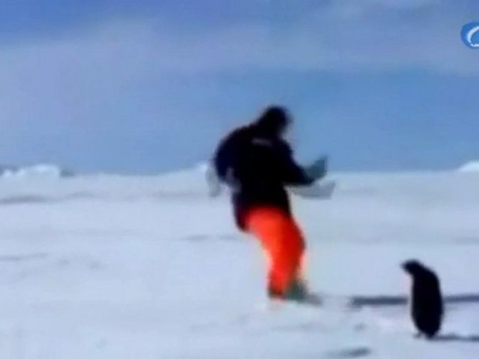 El ataque del pingüino asesino