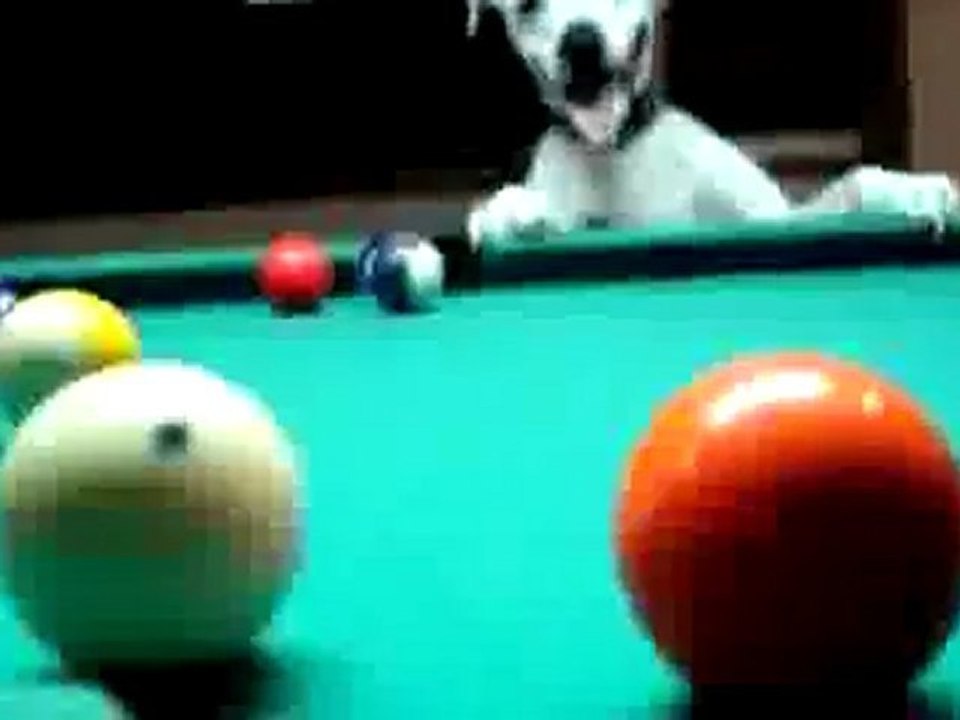 Собака на бильярде