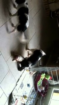 bébés Enouchka/Fly 5 semaines