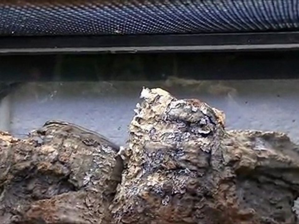 Lygodactylus kimhowelli