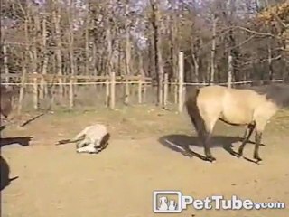 Young Horse Learns How to Roll