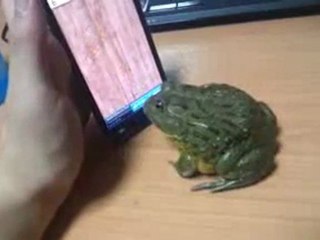 Pacman Frog catch some touch screen bugs