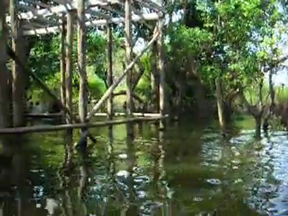 Ballade dans la forêt inondée de Kompong Pluk